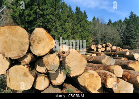 Woodpile di tagliare il legname da industria di registrazione in pineta Foto Stock