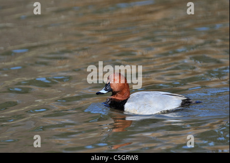 Politica europea comune in materia di Pochard (Aythya ferina) maschio nuoto su acqua Foto Stock