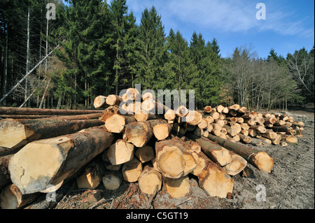 Woodpile di tagliare il legname da industria di registrazione in pineta Foto Stock