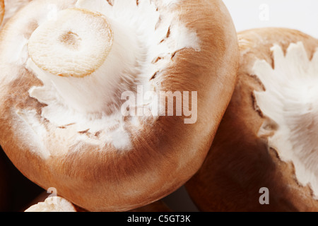 Brown chesnut campione vicino a fungo fino Foto Stock