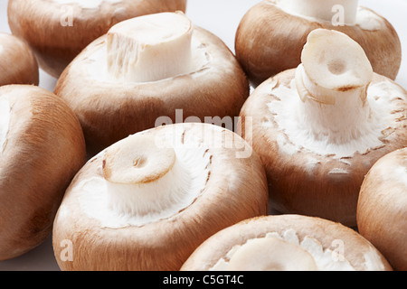 Un gruppo di marrone castagna fungo champion close up Foto Stock