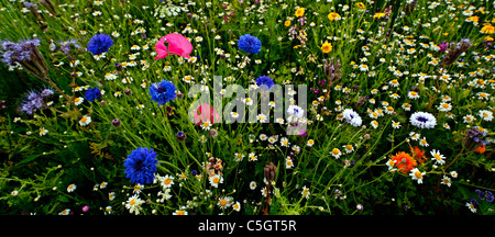 Prato di fiori selvaggi panorama. Un campo pieno di fiori selvatici in un inglese un giorno d'estate Foto Stock