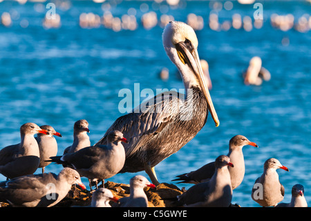 California brown pellicani (Pelecanus occidentalis), Avila Beach, California USA Foto Stock