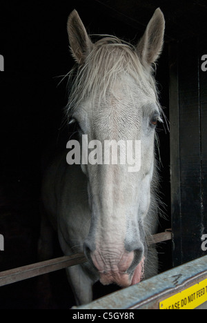 Cavallo grigio close up della testa Foto Stock