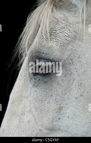 Cavallo grigio close up della testa Foto Stock