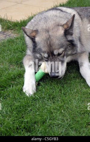 Cane Lupo masticare un giocattolo del cane nel giardino sul retro Foto Stock