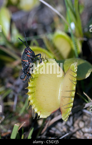 Gomma orientale Grasshopper arrampicata su open Venus Flytrap Dionaea muscipula Southeastern USA fotografato in Wild Foto Stock