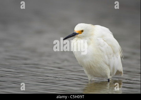 Snowy Garzetta in Malibu Lagoon Foto Stock