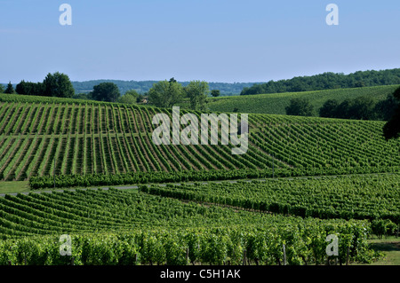 Vineyards near Pujols Entre Deux Mer Gironde Aquitaine France Foto Stock