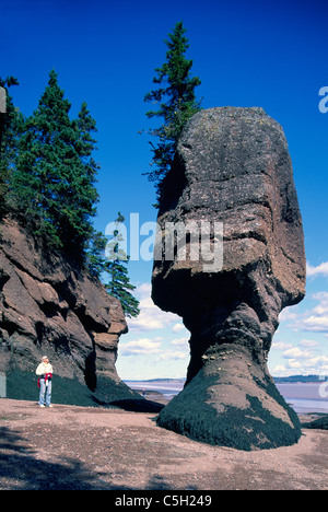 Hopewell Rocks, New Brunswick, Canada - persona che cammina sulla spiaggia con la bassa marea a vaso Rock, Baia di Fundy Foto Stock