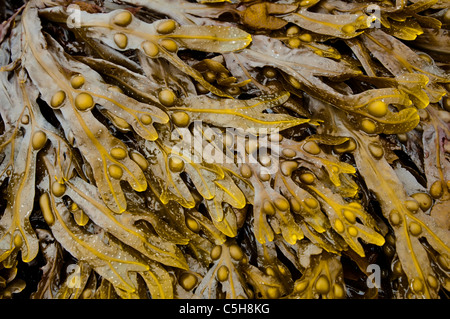 Alghe brune / fucus sulla spiaggia con la bassa marea. ( Fucus vesiculosus ) Marazion, Cornwall, Regno Unito. Foto Stock