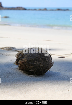 Una noce di cocco sulla spiaggia Playa Puerto Escondido noto anche come Playa Cuatro parco nazionale Manuel Antonio Costa Rica America Centrale Foto Stock