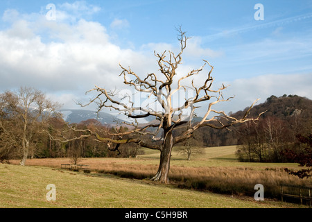 Albero morto nel Lake District inglese Foto Stock