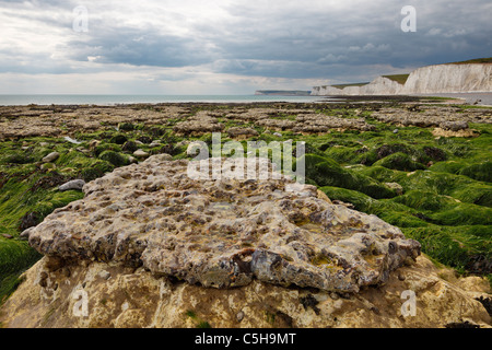 Birling Gap a bassa marea che mostra uno strato di hard pietra focaia con la morbida eroso lo strato di gesso al di sotto. Foto Stock