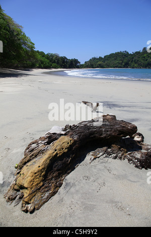 Legno di deriva a Playa Puerto Escondido noto anche come Playa Cuatro parco nazionale Manuel Antonio, Costa Rica, America Centrale Foto Stock