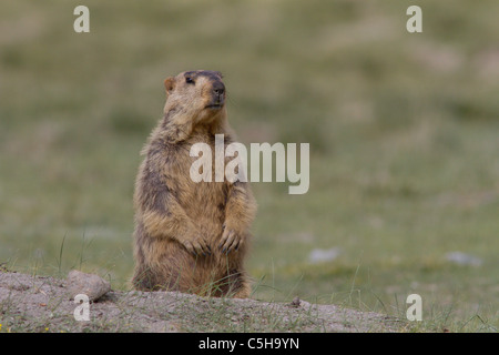 L'Himalayan marmotta (Marmota himalayana) in piedi fino a Ladakh, India. Foto Stock