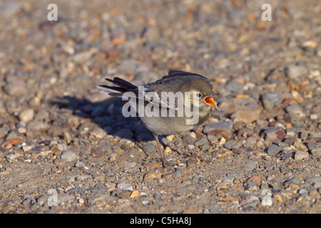 Pied Wagtail Motacilla alba nascente Foto Stock