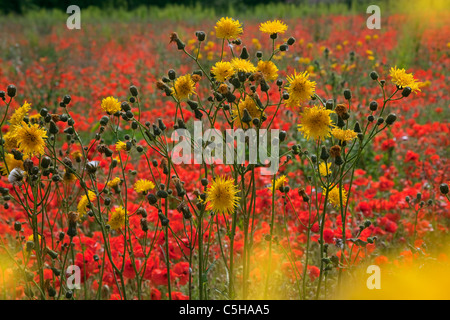 Ruvido Hawksbeard Crepis biennis & Campo Papaveri Papaver rhoeas nel campo di NORFOLK REGNO UNITO Giugno Foto Stock