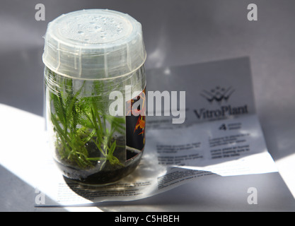 Un vaso di orchidee piante coltivate in vitro Foto Stock