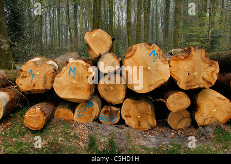 Tronchi di quercia, foresta Andaines, Orne, Normandia (Francia). Foto Stock