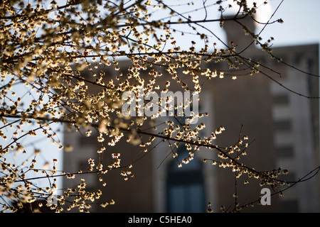 I rami di un albero in sole primaverile, Campo Santo Stefano, Venezia, Italia Foto Stock