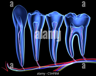 Denti, sezione trasversale Foto Stock