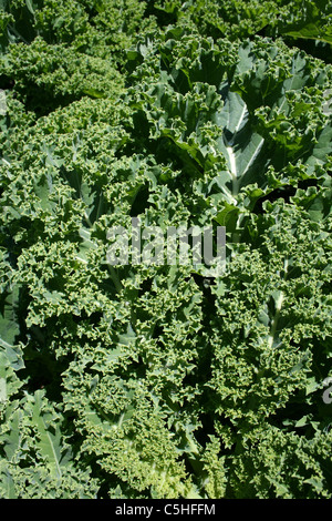 Cavolo laciniato Brassica oleracea Foto Stock