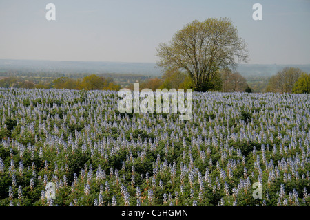 Campo di lupini coltivati per la produzione di mangimi, Normandia, Francia Foto Stock