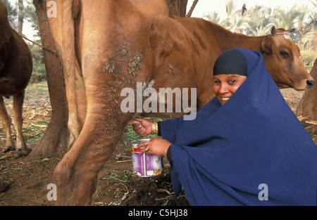 Egitto, vicino a Il Cairo, campagna. Valle del Nilo. Donna vacca di mungitura. Foto Stock