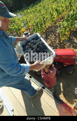 Un operaio della vigna mani un bin di appena raccolto di uve da vino per un altro operatore sul carrello Foto Stock