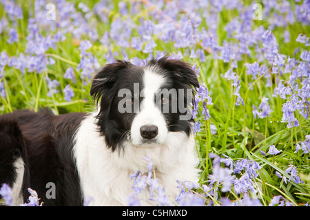 Un Border Collie sat tra Bluebells, Ambleside, Regno Unito. Foto Stock