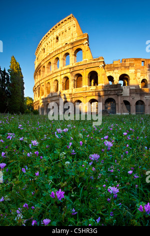 Fiori di campo al di sotto del Colosseo di Roma al tramonto, Roma Lazio Italia Foto Stock