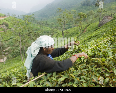 I lavoratori di prelevamento da foglie di piante di tè cresce sui pendii in tea estates in prossimità di Ooty in Tamil Nadu, India Foto Stock