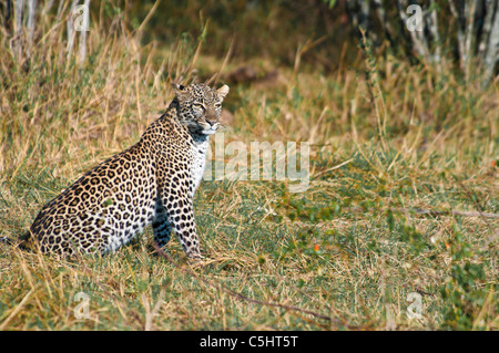 African Leopard, Panthera pardus, il Masai Mara, Kenya, Africa Foto Stock