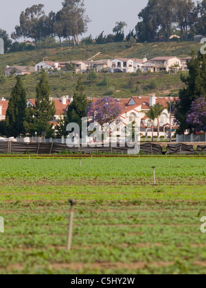 I campi agricoli in contrasto con le case di Camarillo, California Foto Stock