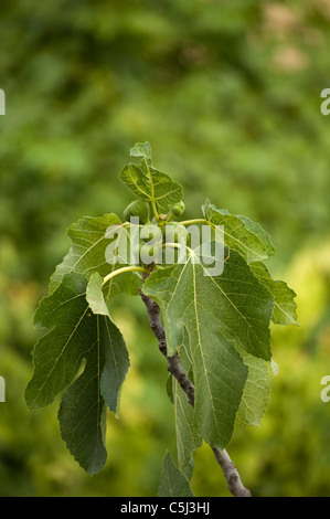 Cluster di fig frutti su di un albero di fico. Foto Stock