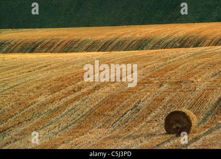 Solitaria round hay-balla viene lasciato in una stoppia-campo dopo il raccolto, Shropshire, Regno Unito Foto Stock