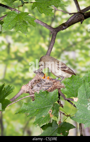 Acadian Flycatcher nidiacei alimentazione nel nido - verticale Foto Stock