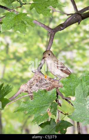 Acadian Flycatcher arroccato a nido con nidiacei - verticale Foto Stock