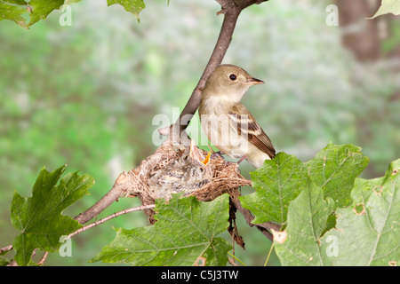 Acadian Flycatcher arroccato a nido con nidiacei Foto Stock