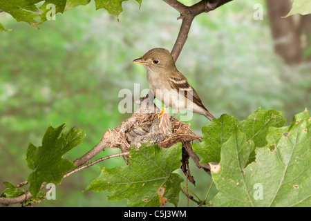 Acadian Flycatcher arroccato a nido con nidiacei Foto Stock