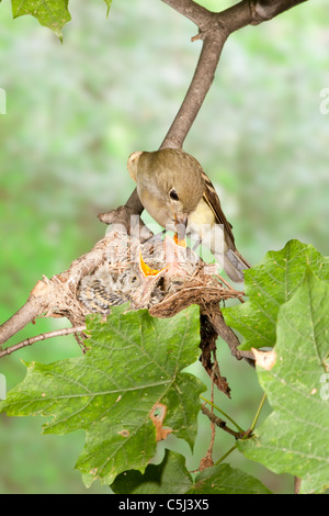 Acadian Flycatcher nidiacei alimentazione nel nido - verticale Foto Stock