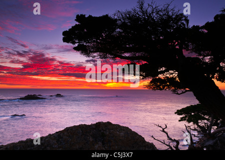 Cipresso (Cupressus macrcarpa) al tramonto, Point Lobos State Reserve, Carmel California Foto Stock