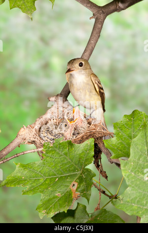 Acadian Flycatcher arroccato a nido con nidiacei - verticale Foto Stock