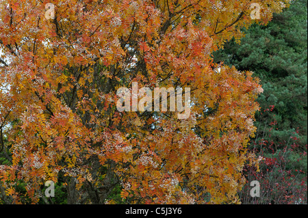 Rowan cinesi in vividi colori autunnali, Killin, Perthshire, Scotland, Regno Unito. Foto Stock