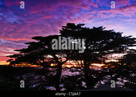 Gli alberi di cipresso (Cupressus macrcarpa) al tramonto, Point Lobos State Reserve, Carmel California Foto Stock