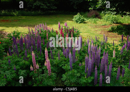 Letto grande di multi-colore di lupino in un informale ambiente da giardino, Perthshire Scozia. Foto Stock