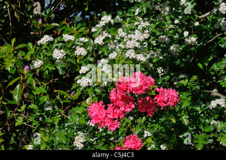 Fiori bianchi e rosa scuro rododendri, Killin, Perthshire, Scotland, Regno Unito. Foto Stock