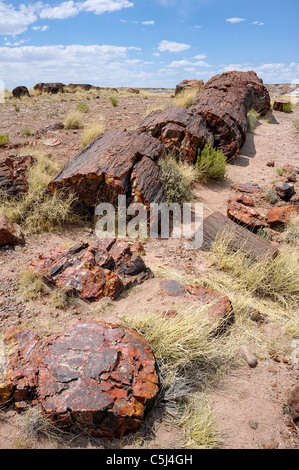 Registro pietrificato nel Parco Nazionale della Foresta Pietrificata in Arizona, Stati Uniti d'America Foto Stock