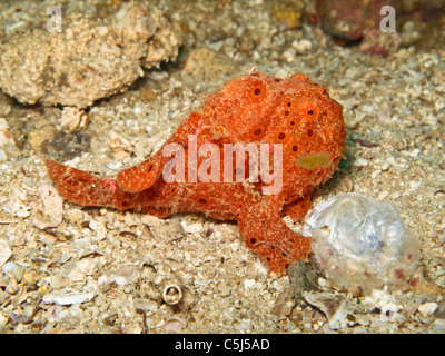 Rana pescatrice verniciato Foto Stock